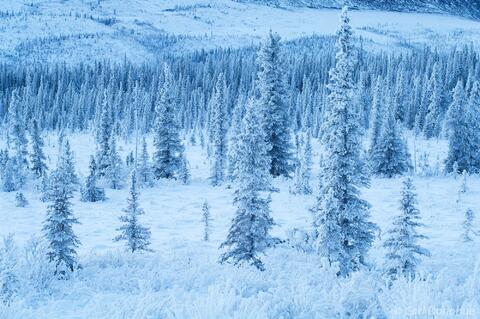 Winter, boreal forest, Wrangell-St. Elias National Park, Alaska