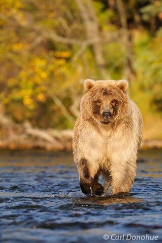 A blond Brown bear Katmai Alaska