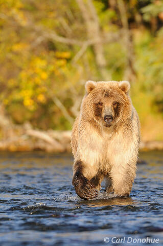 A blond grizzly bear Brown bear Alaska