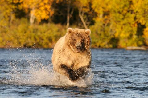 Grizzly bear chasing salmon, Katmai  National Park, Alaska.