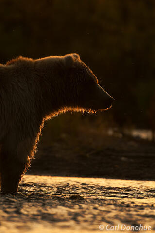 Backlit grizzly bear Brooks River Katmai  National Park, Alaska