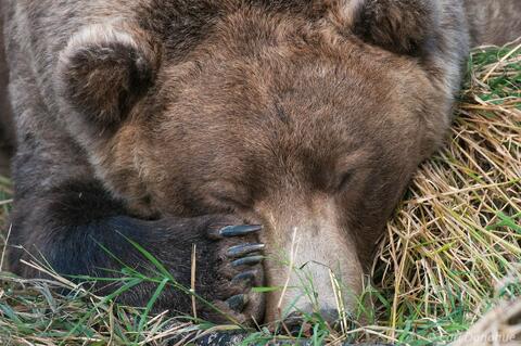 Closeup headshot of Otis. Brooks River Fat bear