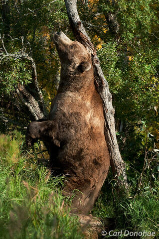 Otis, Large adult grizzly bear boar scratching on tree