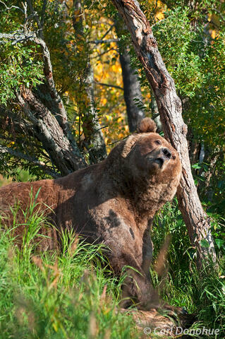 Large adult brown bear boar scratching on tree Otis Brooks River