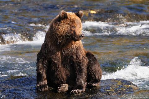 Brown bear cub Brooks River Alaska