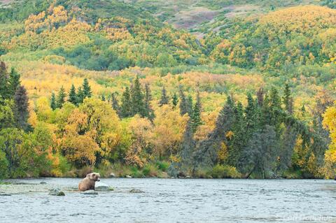 Young brown bear and fall colors Alaska