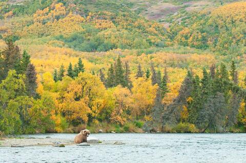 Young brown bear and fall colors Alaska