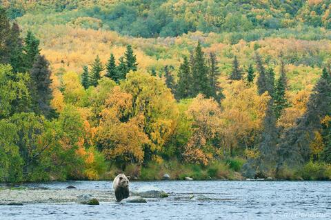 Brown bear Brooks River Fall colors