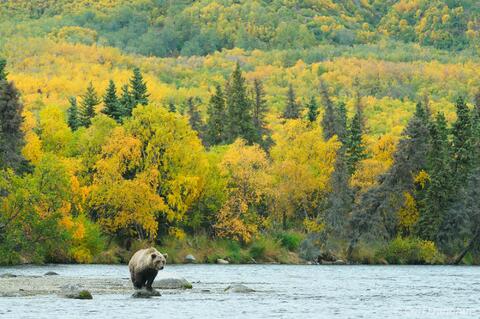 Brown bear on a rock in Brooks River