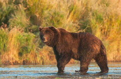 Alaska grizzly bear fishing for salmon, Katmai Park