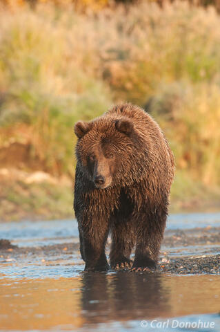 Alaska brown bear fishing for salmon Brooks River