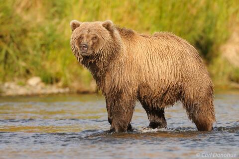 Brown bear Brooks River, Katmai  National Park, Alaska