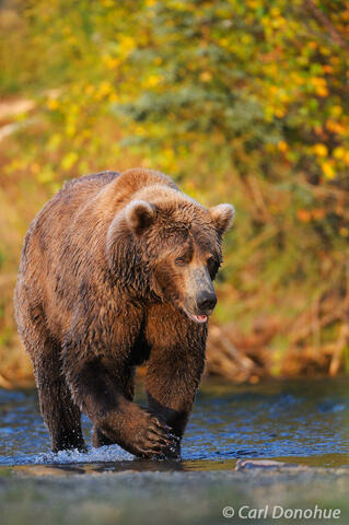 Male brown bear (Ursus arctos), Katmai National Park, Alaska.