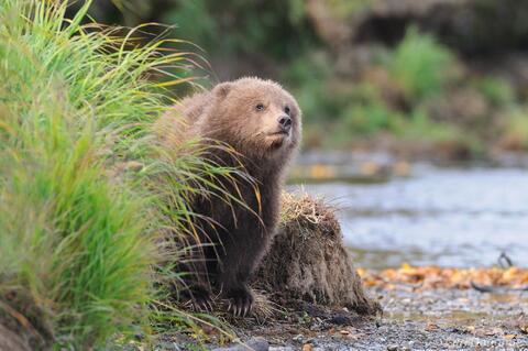 Grizzly bear cub, checking for danger