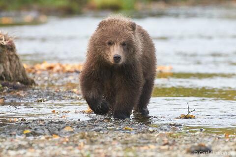 Brown bear cub walking near Brooks River Alaska
