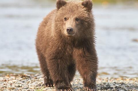 Brown bear cub walking in Katmai National Park Alaska