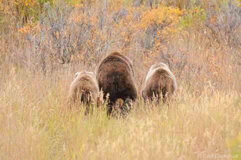 Brown bears, Katmai National Park, Alaska