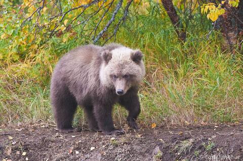 A cute grizzly bear cub