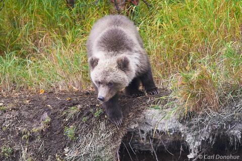 Grizzly bear cub