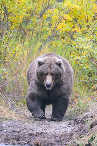 Large adult female brown bear 