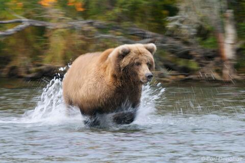 Slow shutter speed photo of a grizzly bear running
