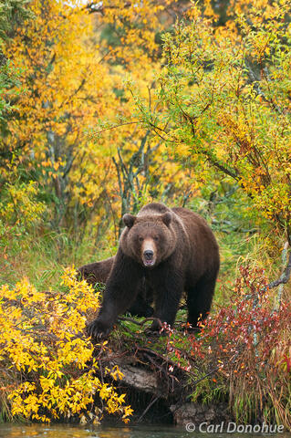 Alaska grizzly bear cub and fall colors