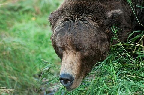 Closeup headshot of grizzly bear, Katmai, Alaska
