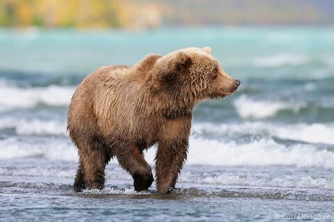 Coastal brown bear walking the shoreline