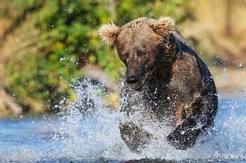 Female brown bear chasing salmon Katmai National Park