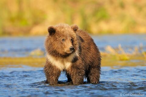Grizzly bear cub (Ursus arctos), Katmai National Park, Alaska.