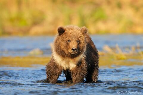 Grizzly bear cub Katmai National Park, Alaska