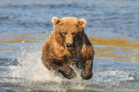 Brown bear running after salmon Katmai Alaska