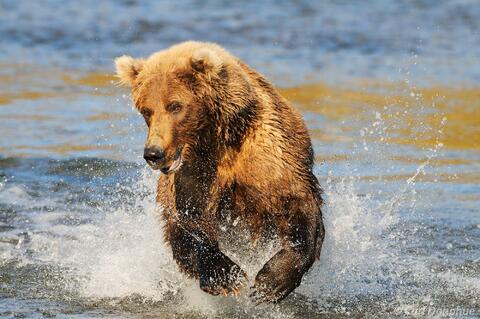 Brown bear chasing salmon