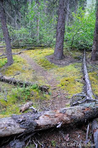 Boreal forest and hiking trail near Arrigetch Peaks