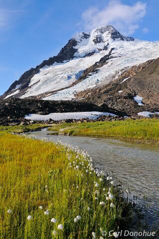 Glaciers and Cottongrass in Wrangell-St. Elias National Park