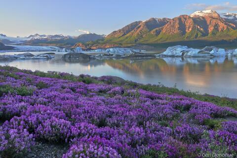 Wildflowers by Nizina Lake and Nizina Glacier Photo.