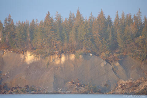 Photo of trees growing on ice Malaspina Glacier