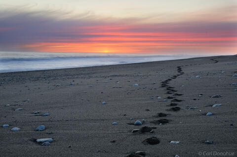 Footprints on the beach at sunset photo