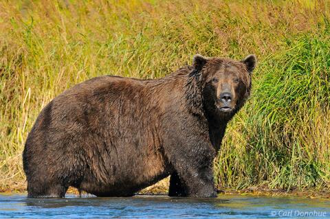 Fat Bear Photo Chunk, Katmai National Park