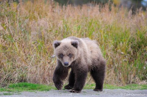 Brown bear cub photo Katmai National Park