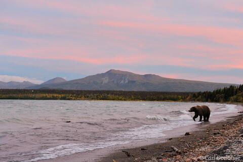 Brown bear at sunset photo, Katmai National Park and Preserve