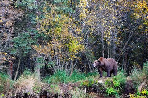 Adult brown bear in the forest, Katmai National Park