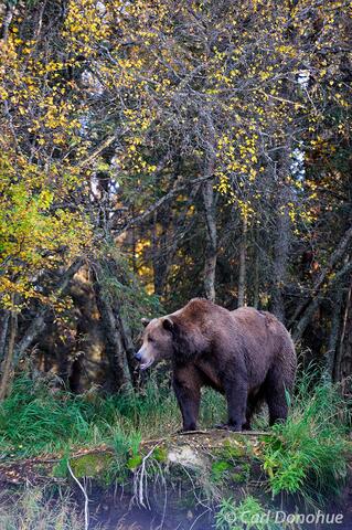 Adult male brown bear in the forest with fall colors Katmai Nati
