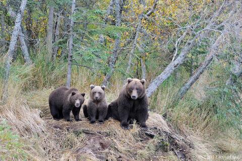 Grizzly bear cubs and mother photo