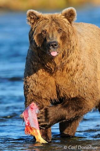 Brown bear eating salmon photo, Katmai National Park and Preserv
