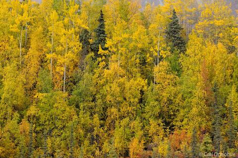 Wrangell-St. Elias National Park and Preserve photo fall colors