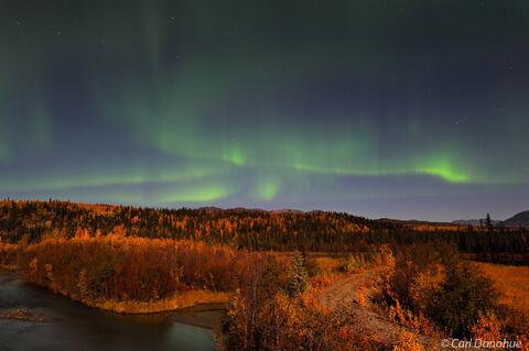 Fall colors and northern lights over Boreal forest, Wrangell-St. Elias National Park