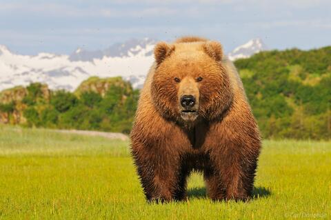 Female Brown bear at Hallo Bay, Alaska.