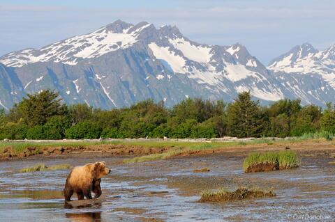 Brown bear in Katmai National Park, Alaska.
