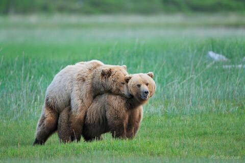 Breeding brown bears, Katmai National Park, Alaska.